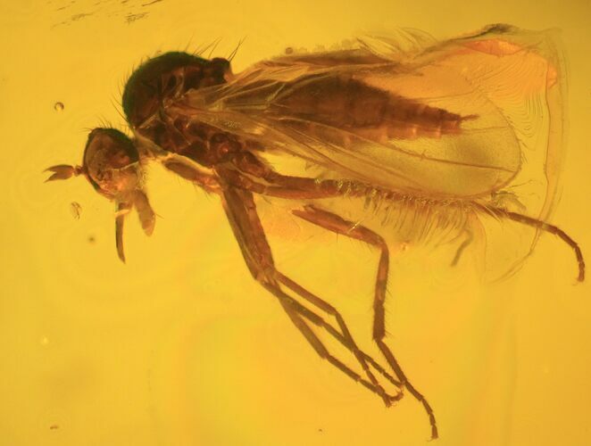 Detailed Fossil Fly (Diptera) In Baltic Amber #58041